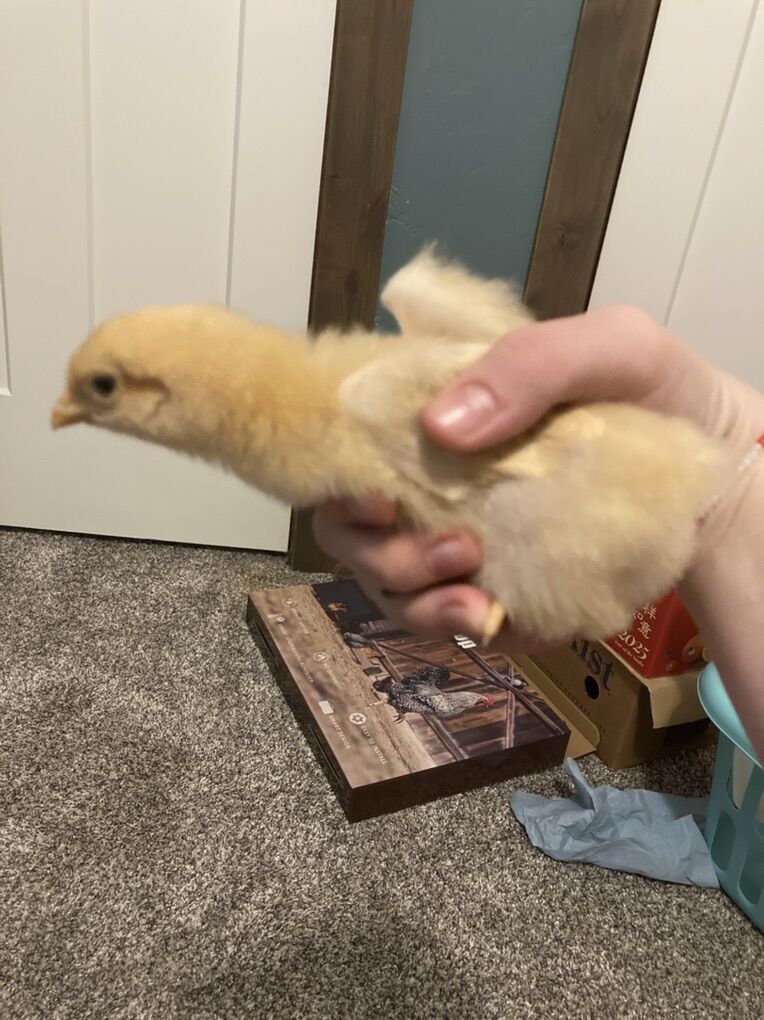 Chicks For Sale!!