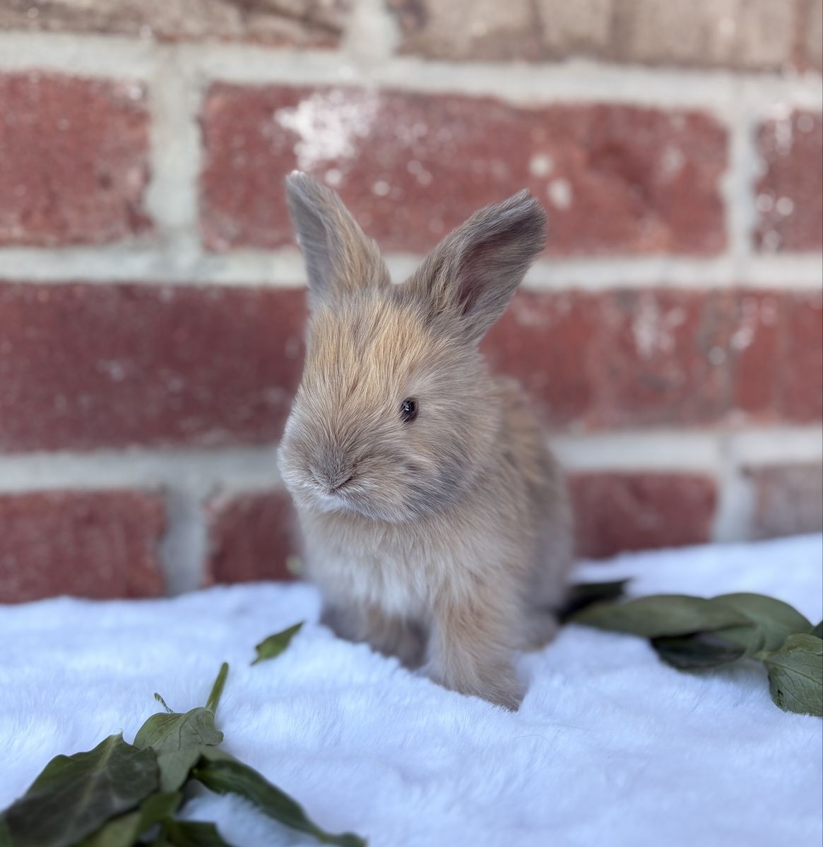 Torted Harlequin English Angora baby bunny rabbit buck