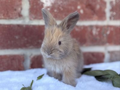 Torted Harlequin English Angora baby bunny rabbit buck