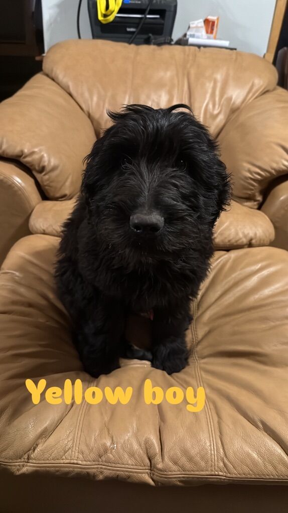 F1B Black Goldendoodles