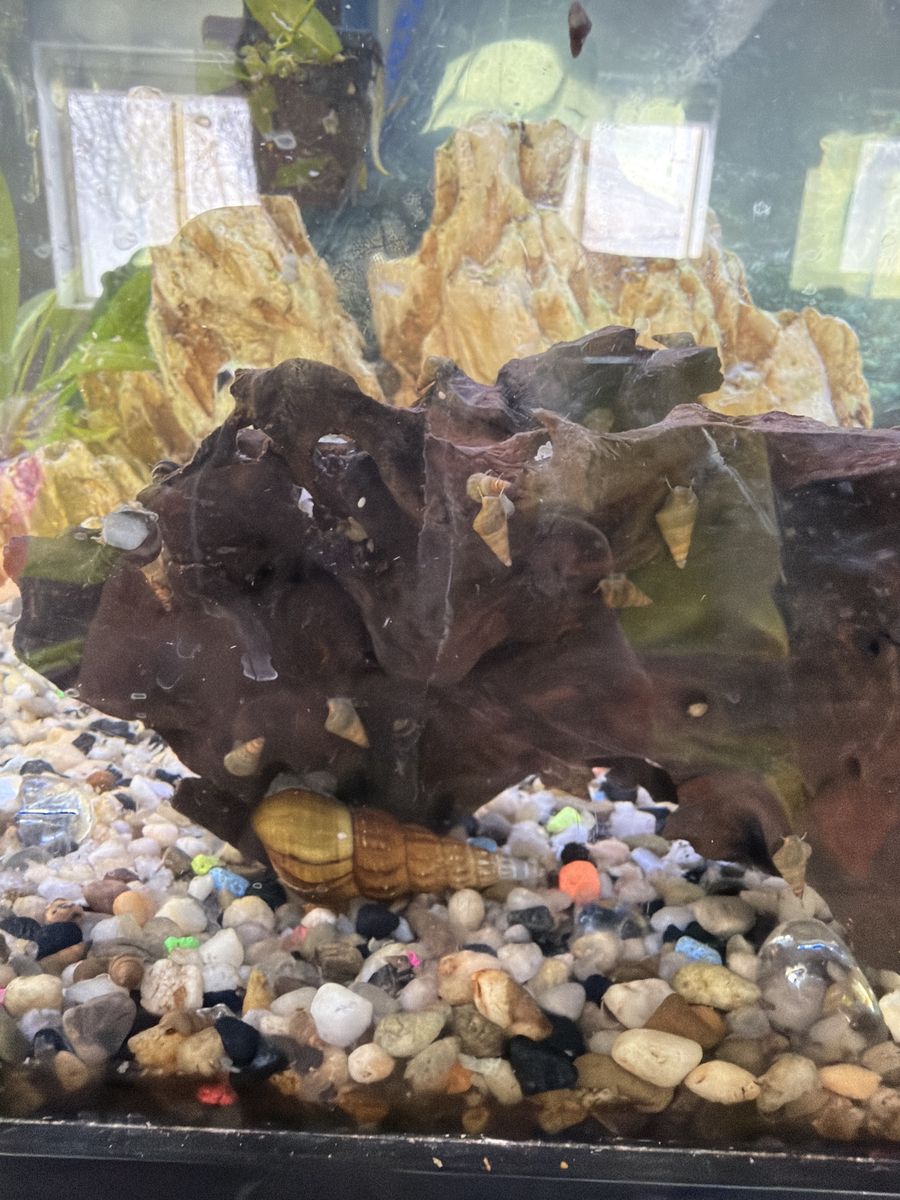 Pagoda Snails For Sale
