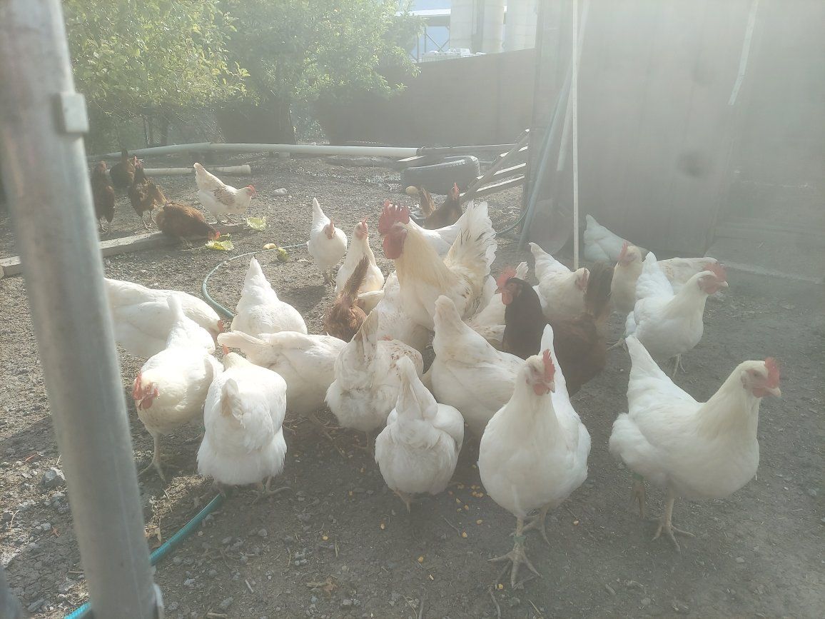 YOUNG ROOSTER