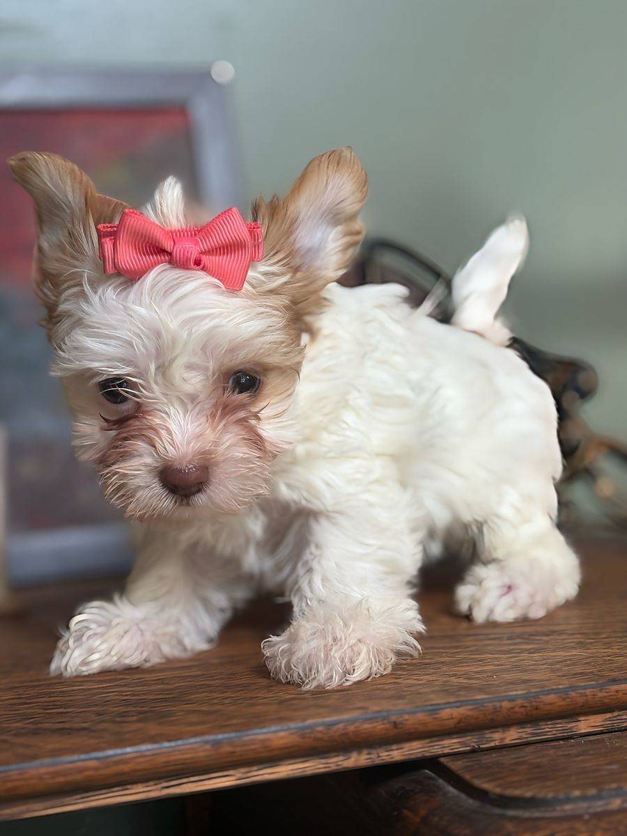 teacup  female Yorkie Puppy - Ready for a Loving Home!