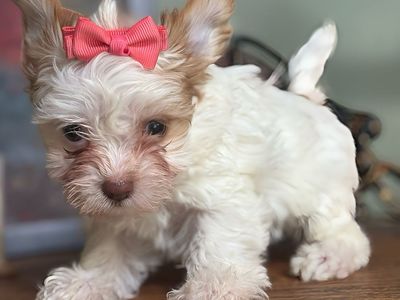 teacup female Yorkie Puppy - Ready for a Loving Home!