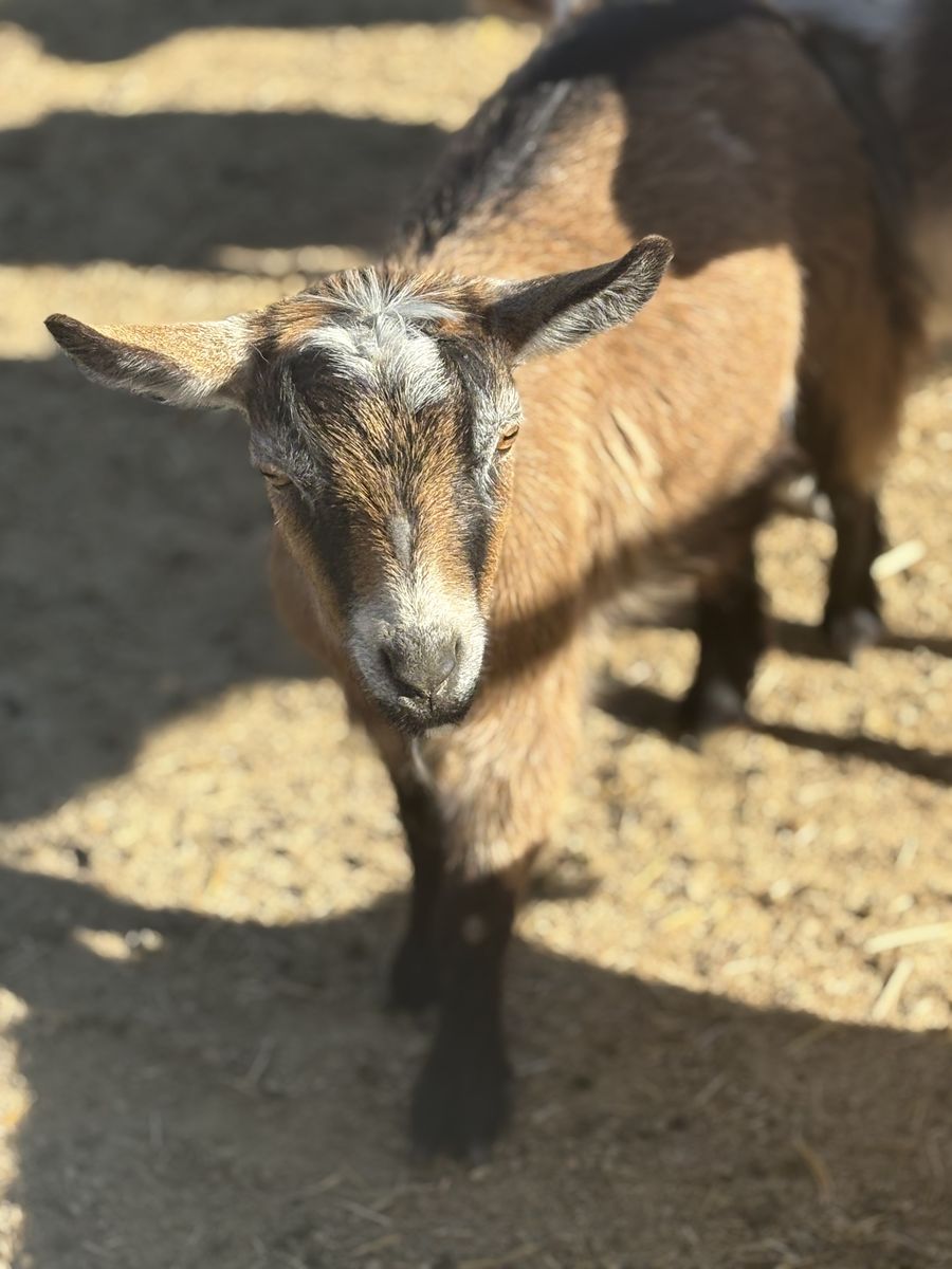 PREGNANT Nigerian Dwarf doe