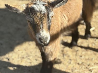 PREGNANT Nigerian Dwarf doe