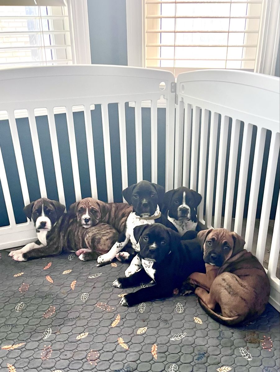 Boxer Dalmatian puppies 6 weeks old
