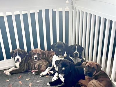 Boxer Dalmatian puppies 6 weeks old
