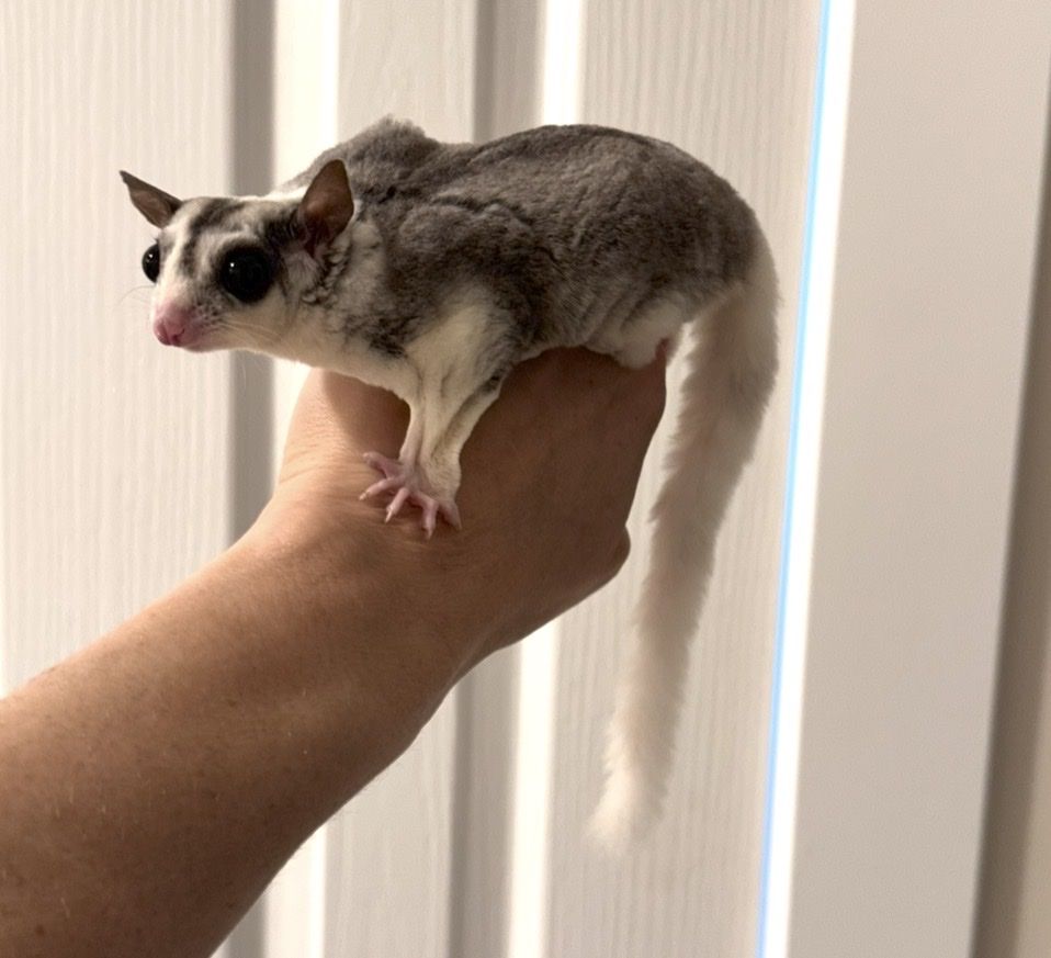**3 Sugar Gliders $650 Or Best Offer!**