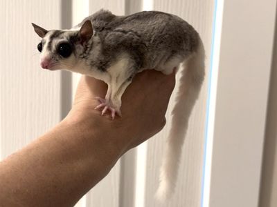 **3 Sugar Gliders $650 Or Best Offer!**