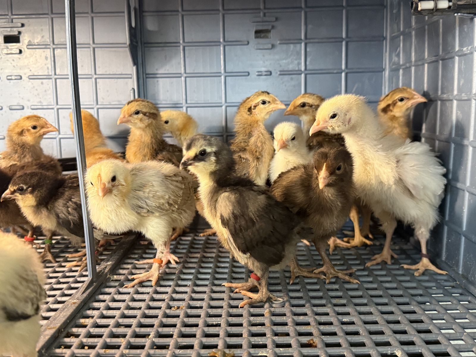 Chick pre-orders