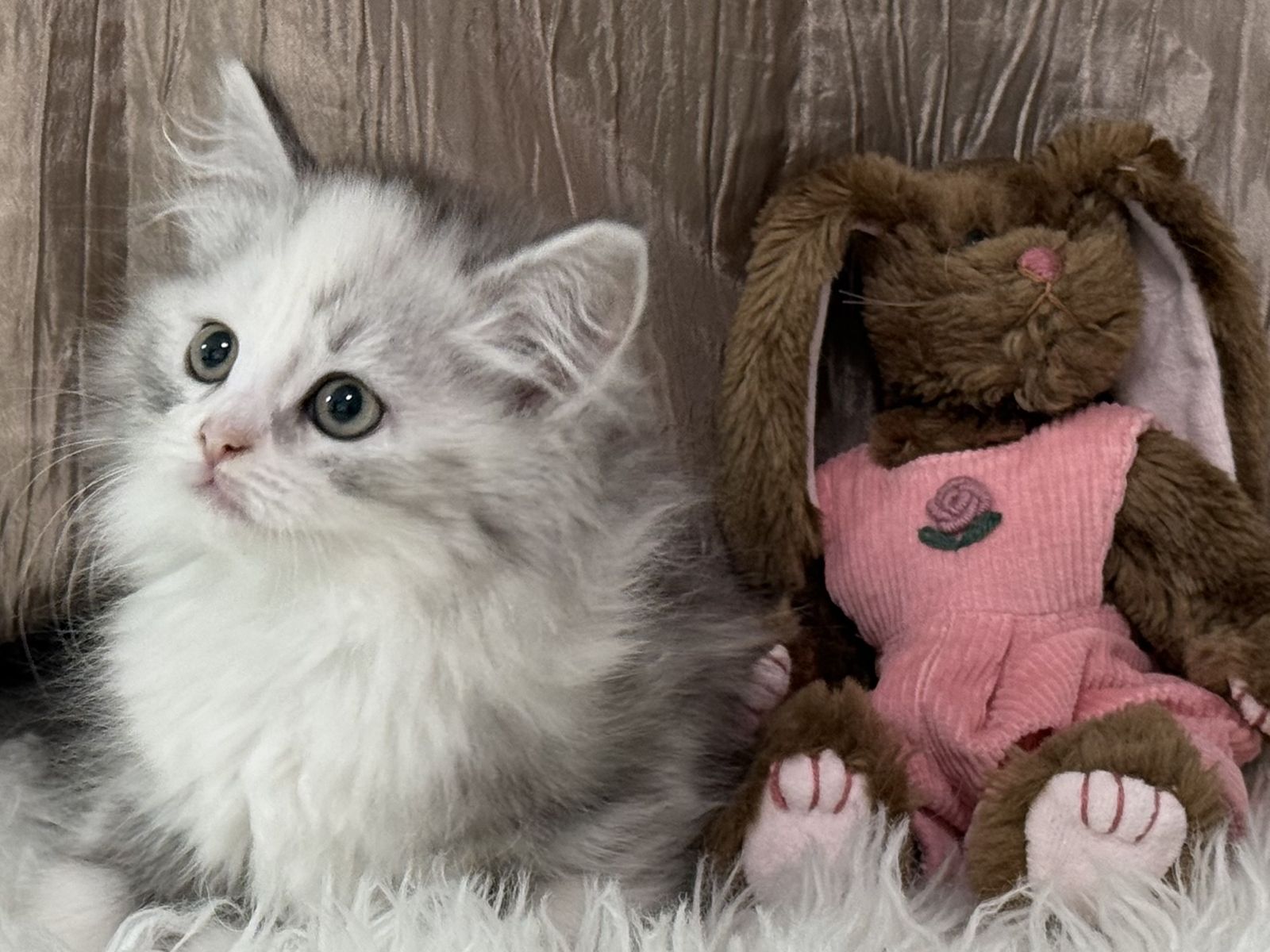SIBERIAN HYPOALLERGENIC FEMALE KITTEN -------AVAILABLE   JULY 1ST!!!  TICA REGISTERED!