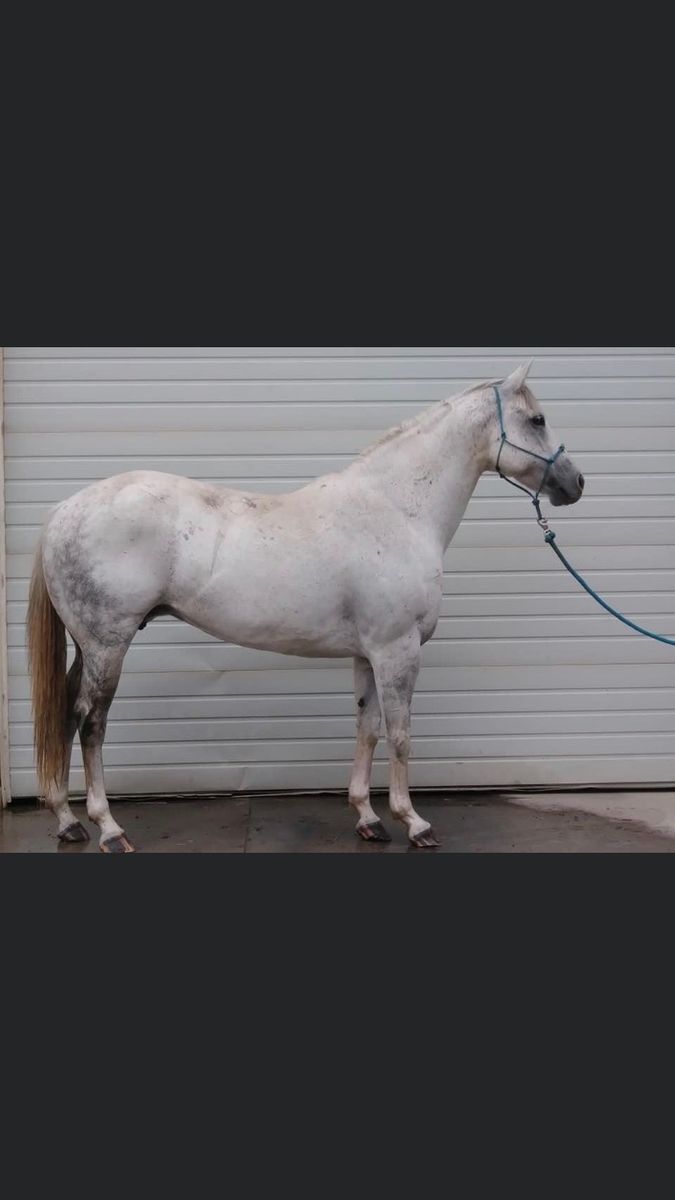 2 year old  AQHA FILLY