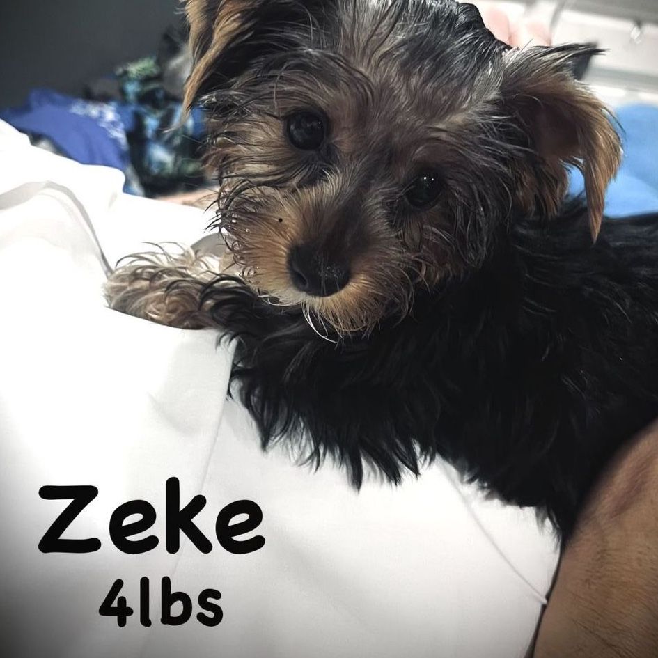 AKC Yorkshire Terrier Puppies (Yorkies) - Daddy is a miniature