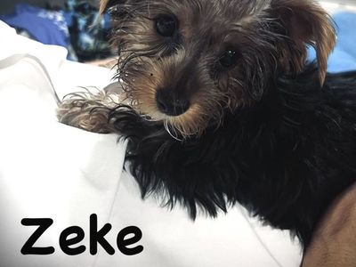 AKC Yorkshire Terrier Puppies (Yorkies) - Daddy is a miniature