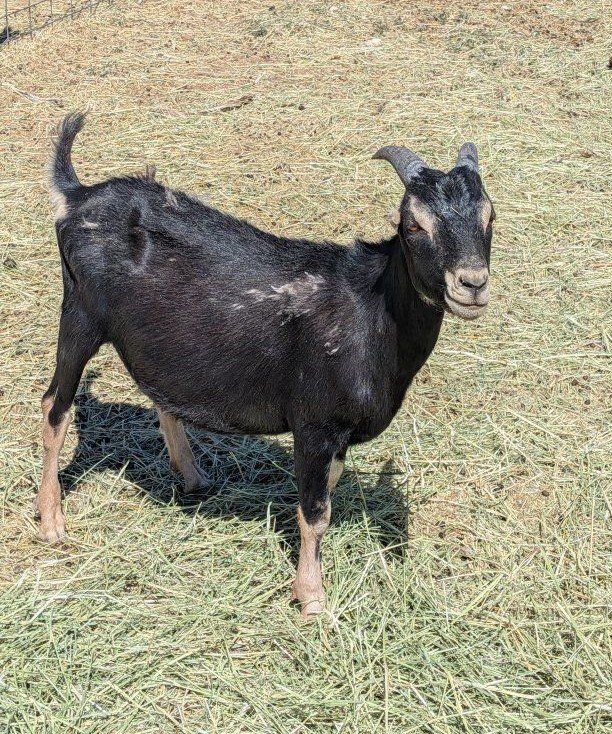 purebred Lamancha Billy