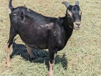 purebred Lamancha Billy