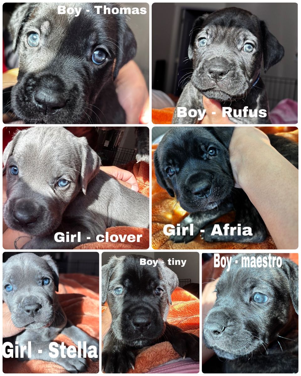 Cane Corso Puppies