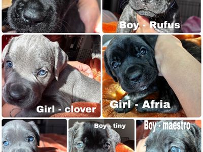Cane Corso Puppies