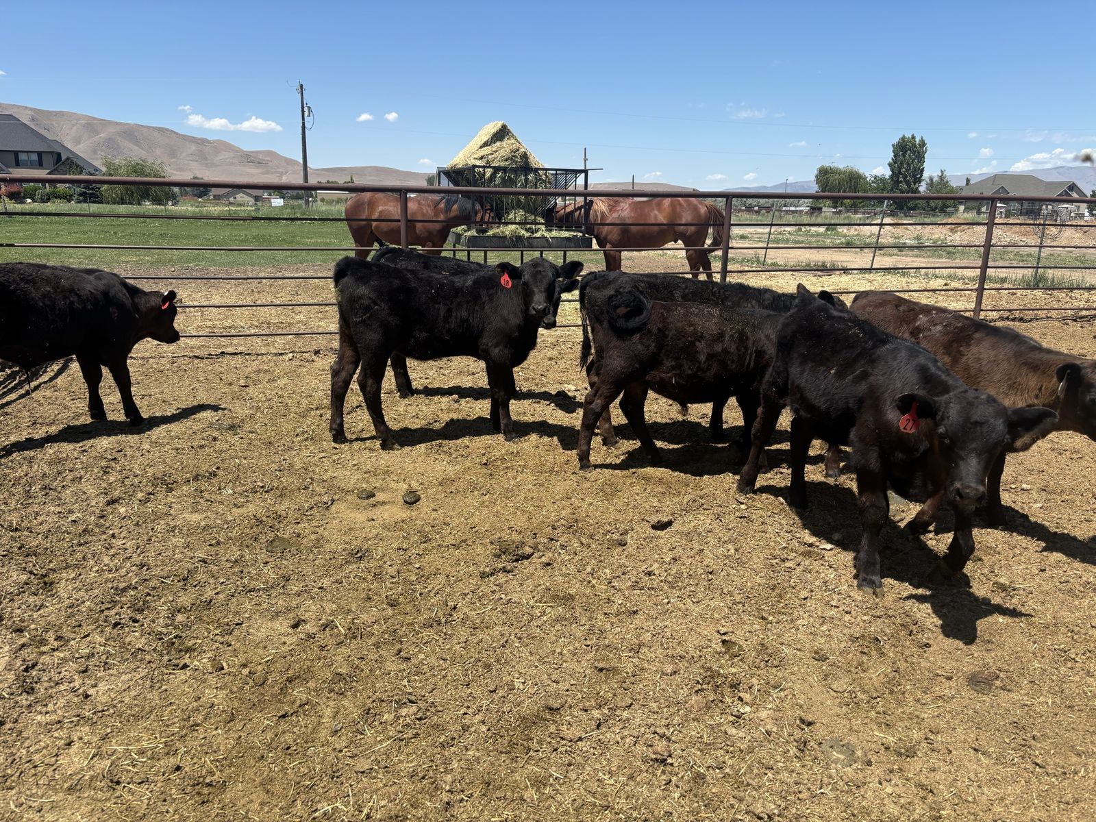 Black Angus Calves