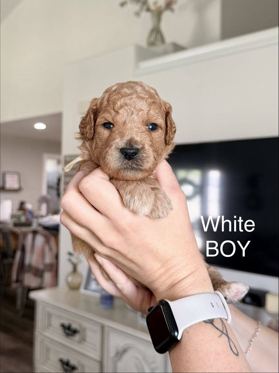 F1B medium Goldendoodles