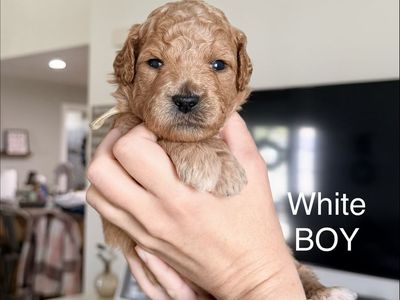 F1B medium Goldendoodles