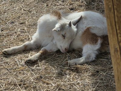 Nigerian dwarf buckling