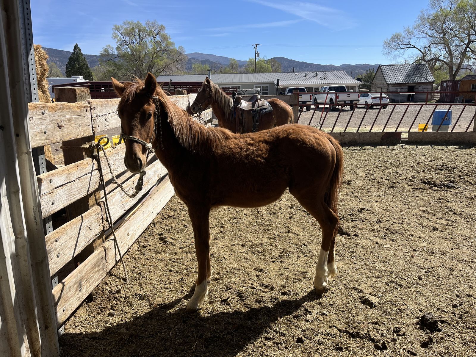 10 Month Old Horse, Colt