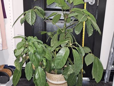 Umbrella Plant