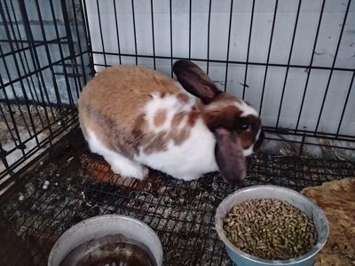 Rabbits For Sale
