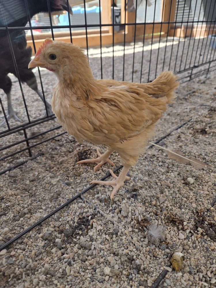 Free Buff Orpington Rooster
