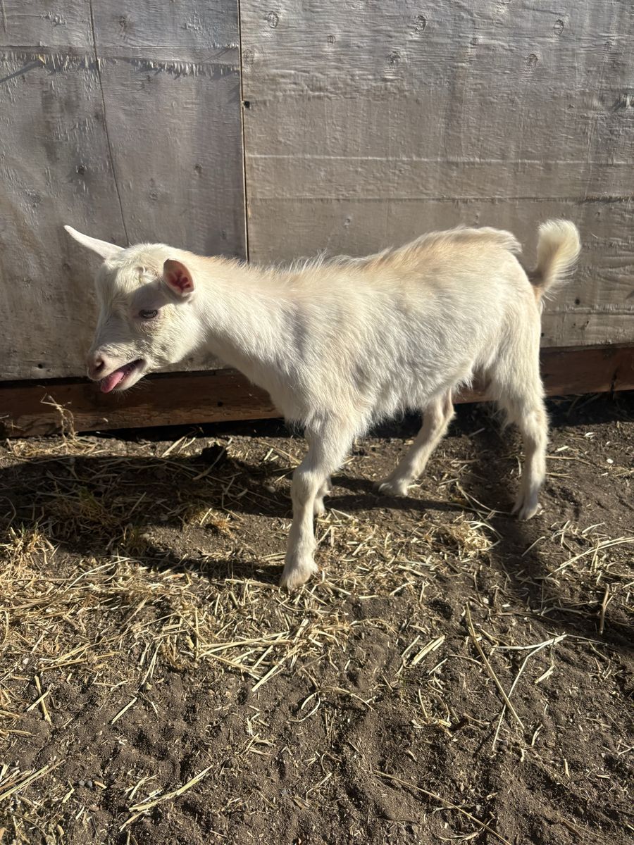Nigerian Dwarf Bottle Wethers