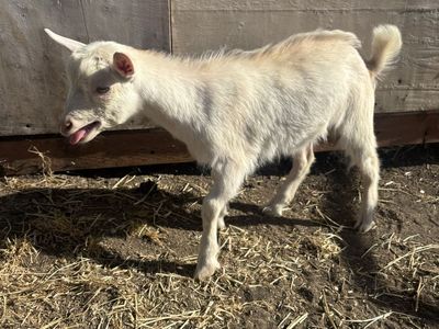 Nigerian Dwarf Bottle Wethers