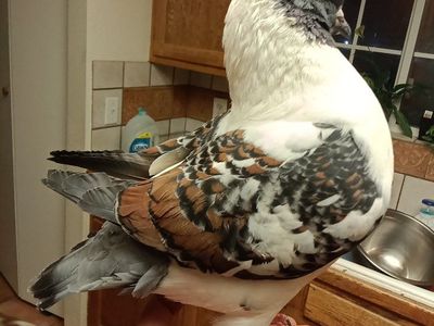 Modena pigeon 250 or best offer