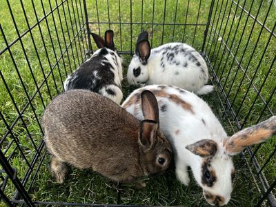 Adorable Young Rabbit Babies - Mixed Colors, Ready for New Homes