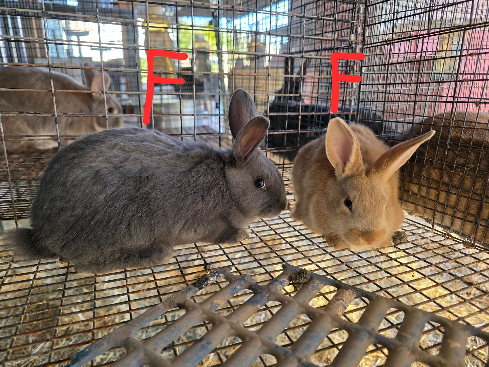 New Zealand Rabbits
