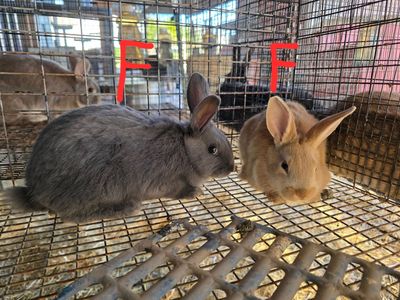 New Zealand Rabbits