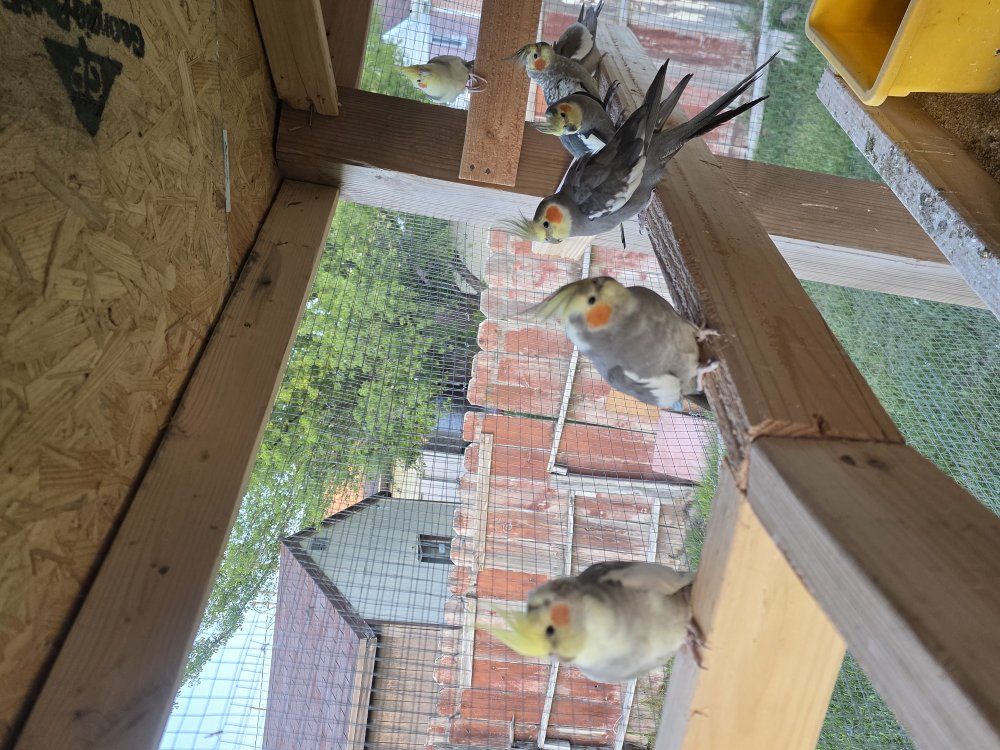 cockatiels