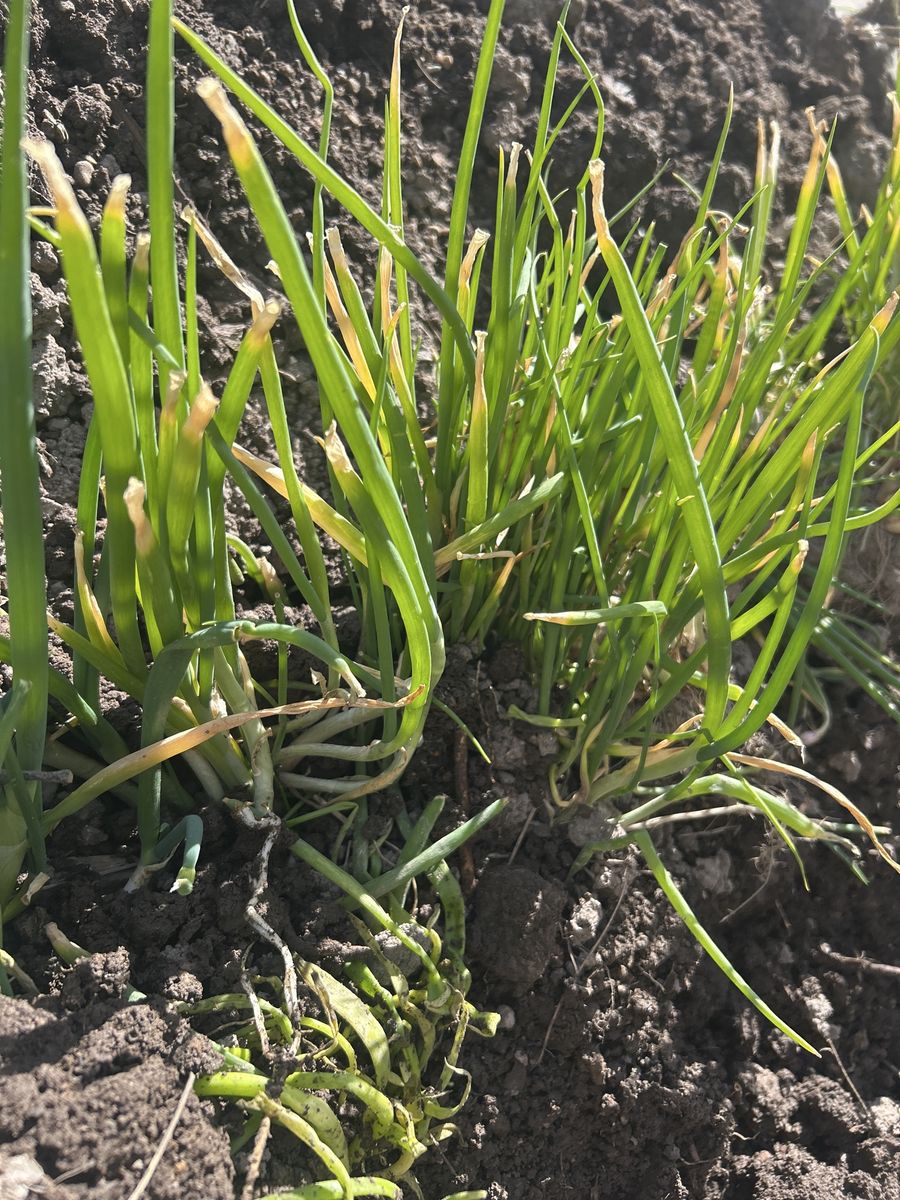 Walking onion starts