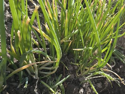 Walking onion starts