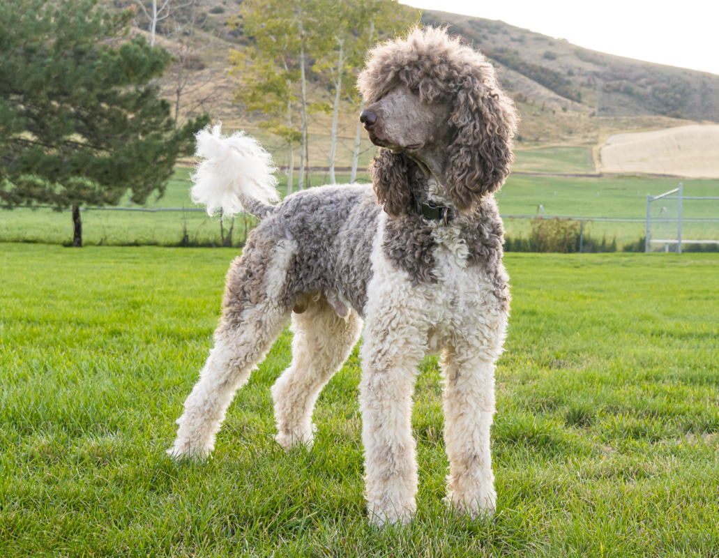 Standard Poodle