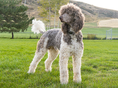 Standard Poodle