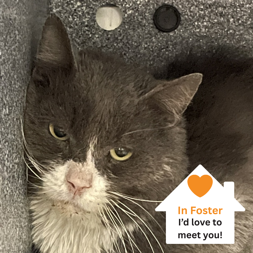 Hello my name is Boyd