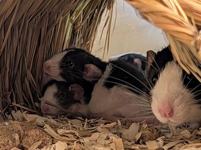 Sweet dumbo rat babies