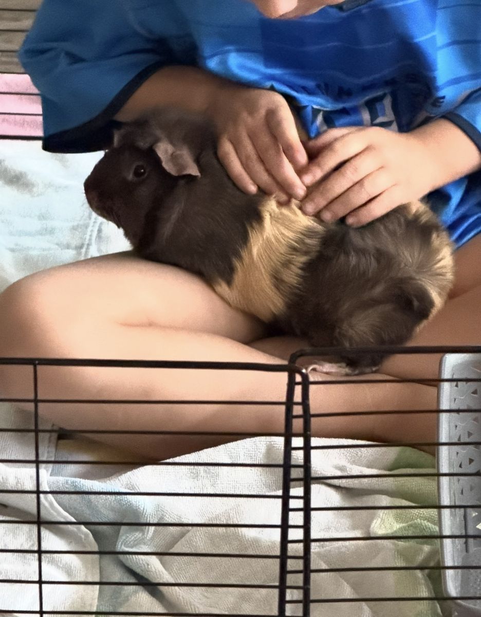 Cutest Guinea Pig needs a home!