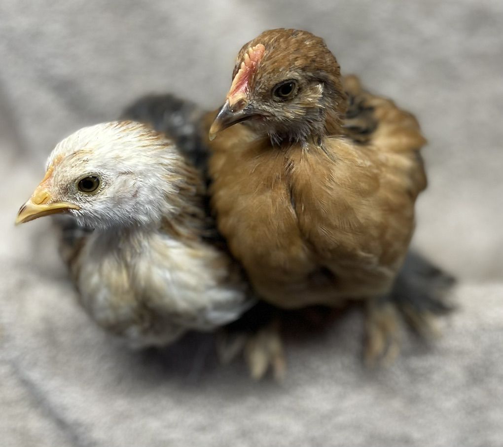 4 Week Old Bantam Cochin Chicks