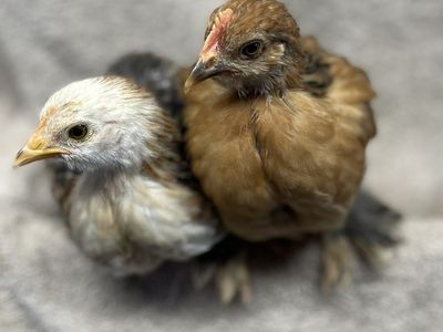 4 Week Old Bantam Cochin Chicks