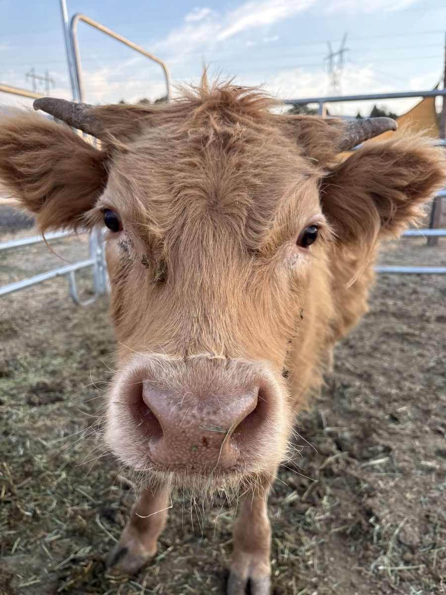 Highland steer