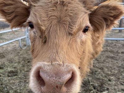 Highland steer