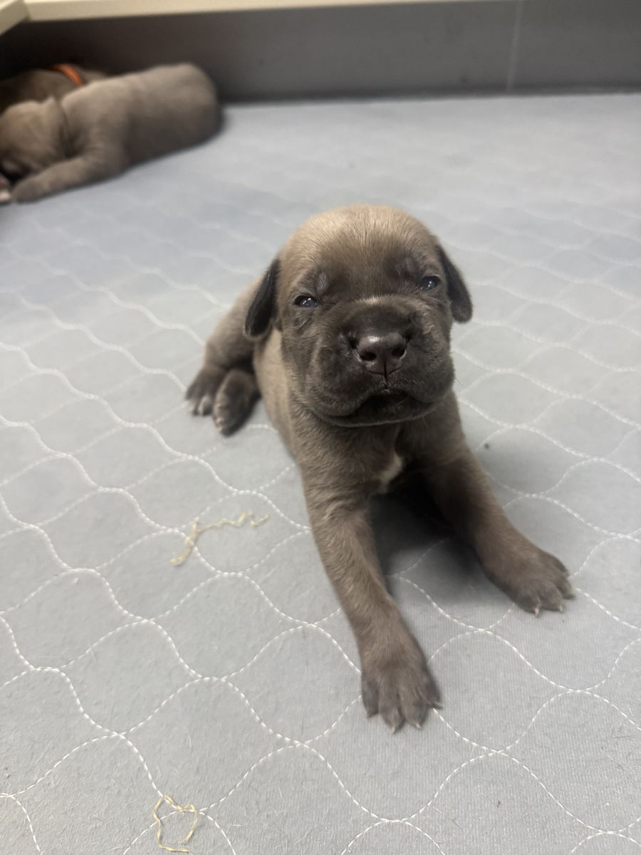 AKC Cane Corso Puppies